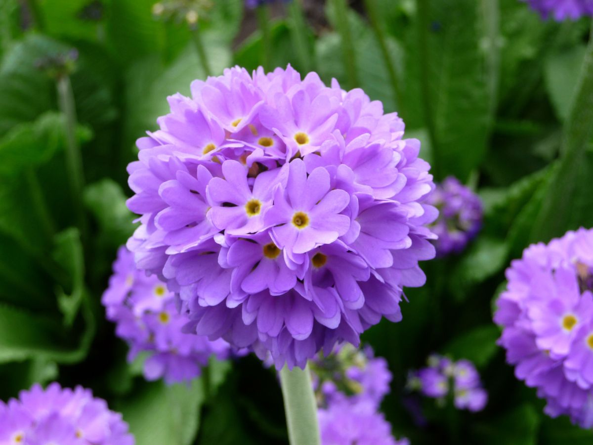 水の性、第４の相