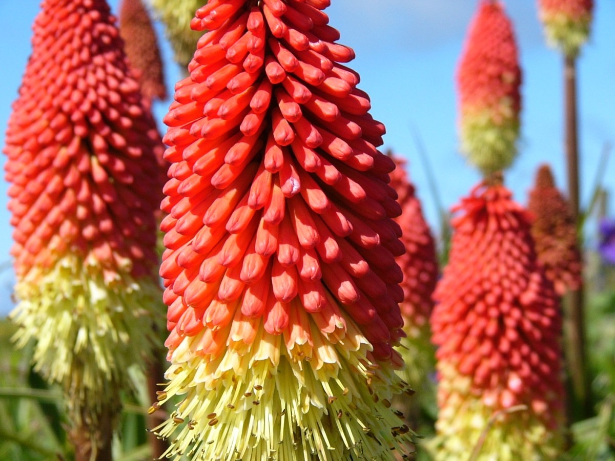 子供に食事を作らせたい親へ