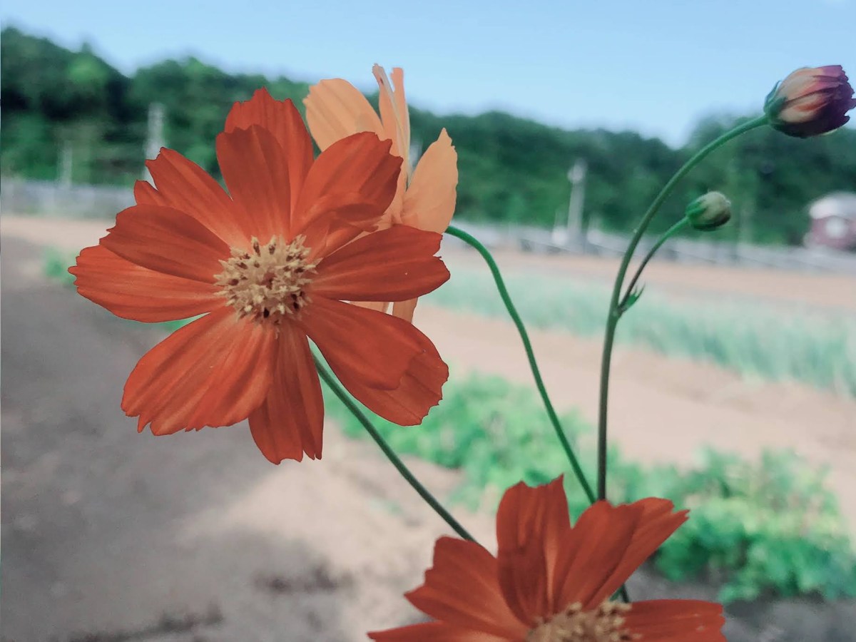 不妊治療にかかる時間